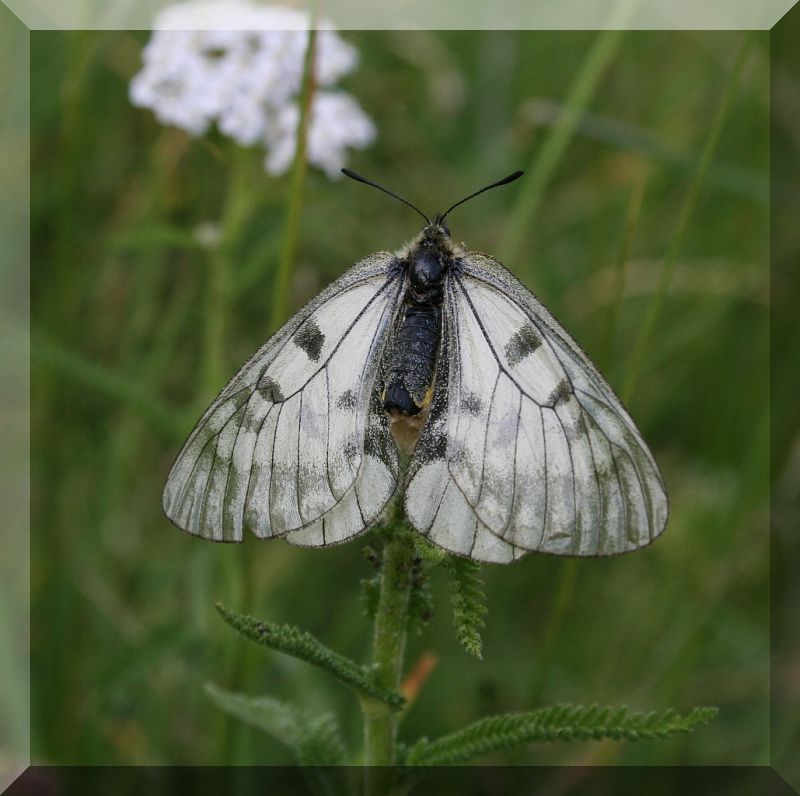 Parnassius mnemosine